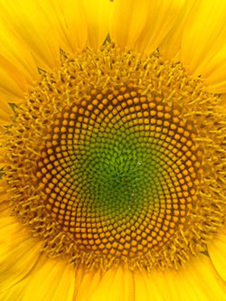Patterns in a sunflower
